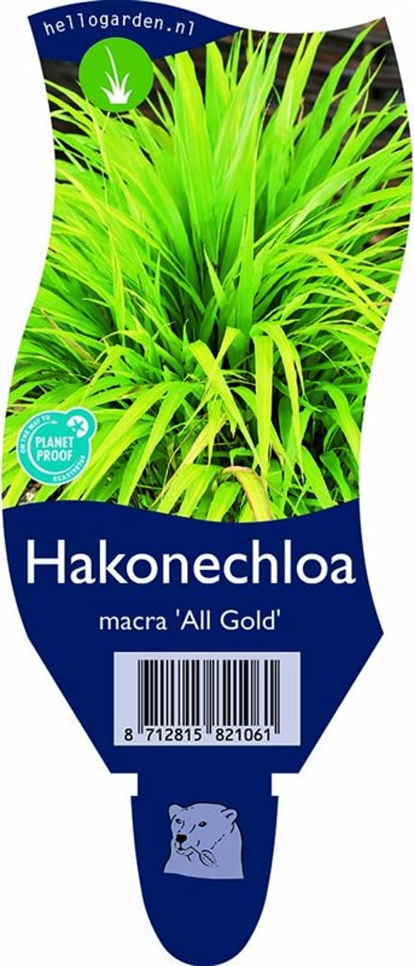 Hakonechloa macra 'All Gold' - P11